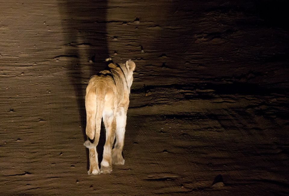 Lions in the dark at Kruger National Park