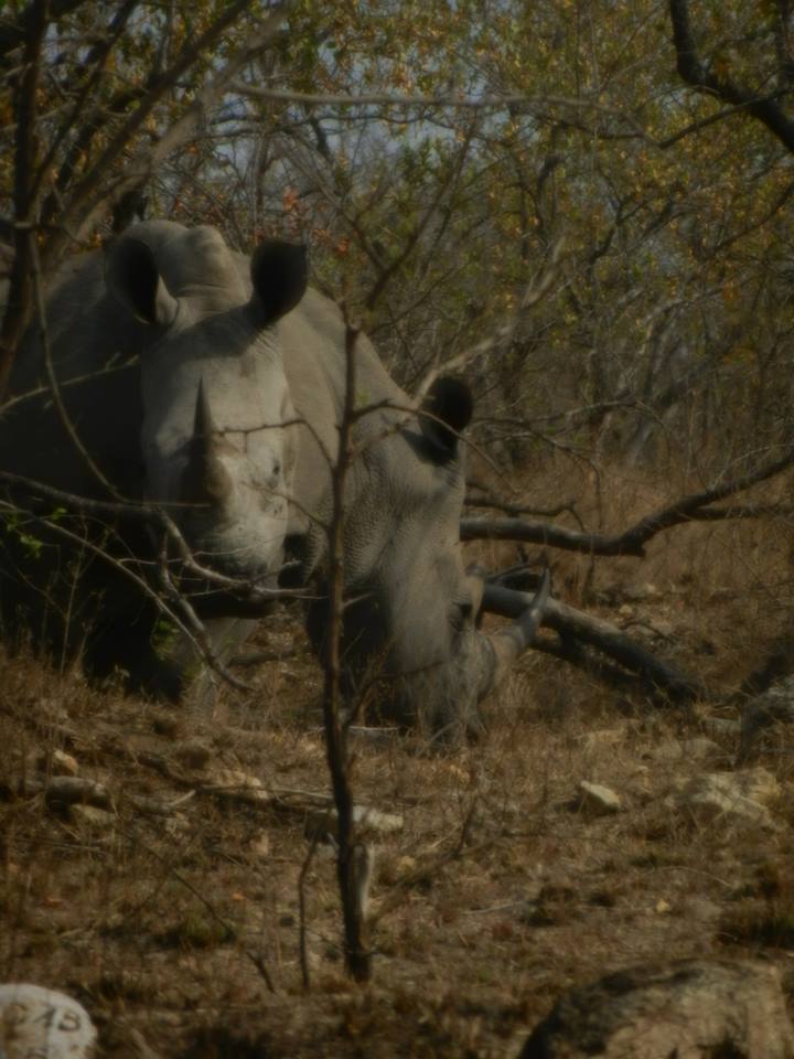 Rhino's in Kruger National Park