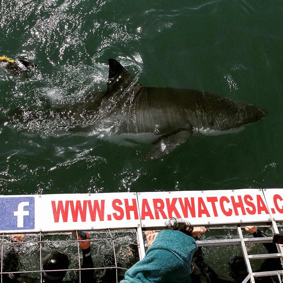 Great White Shark Cage Diving with Marine Dynamics