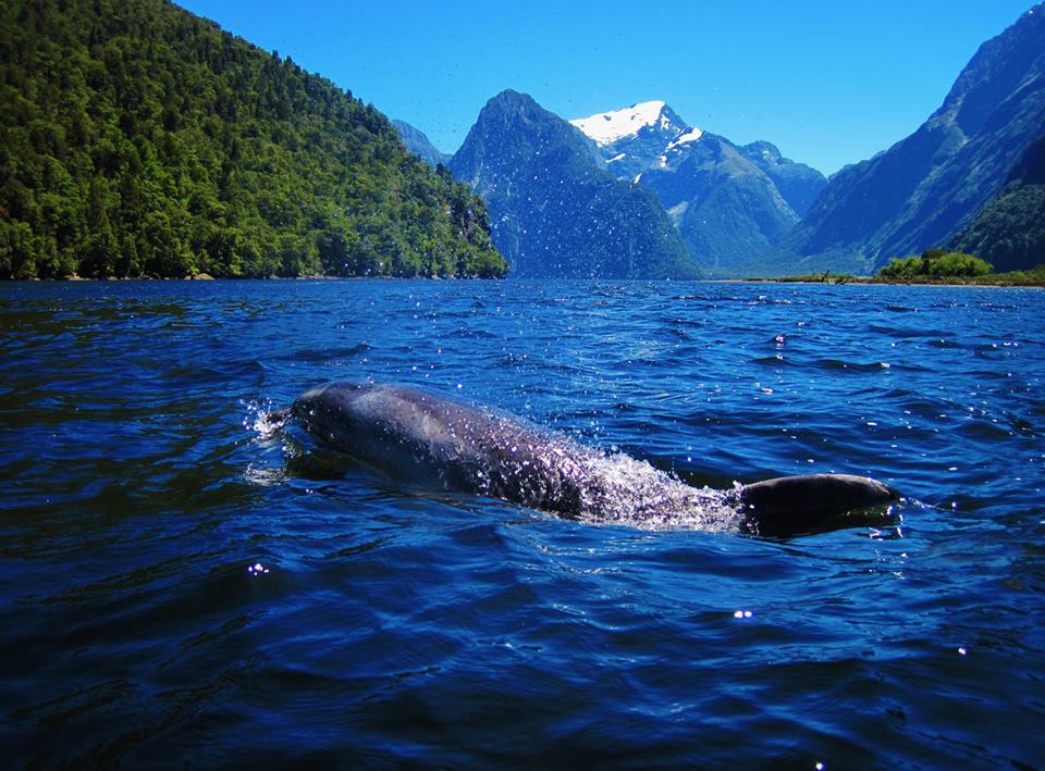 Sea kayaking next to a dolphin when I was working as a sea kayak guide in Milford sound.