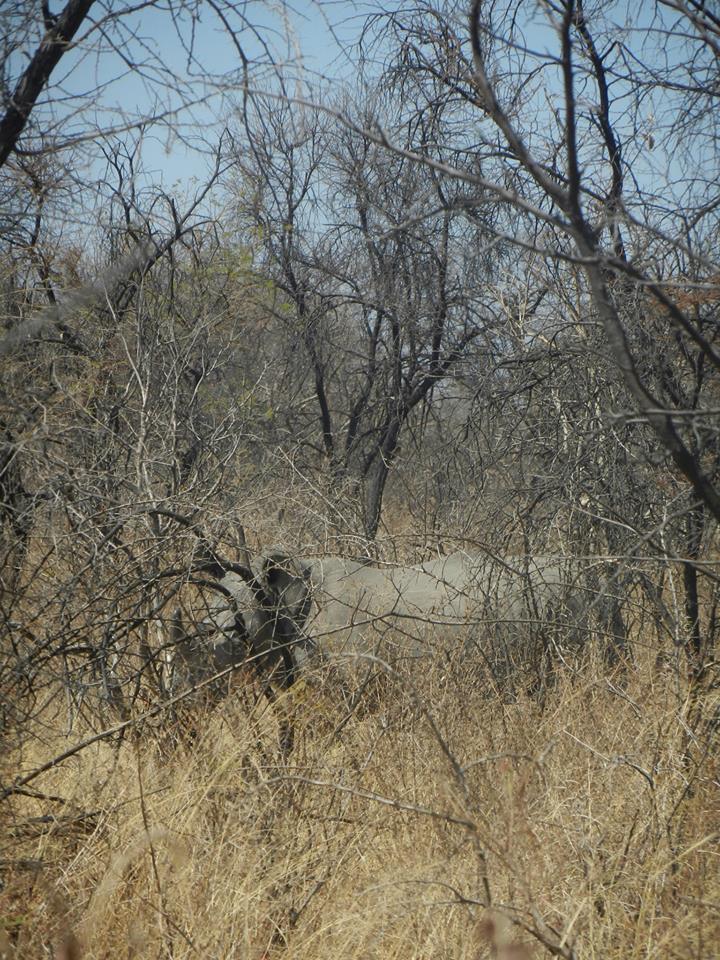 Spotting Rhinos in Zimbabwe