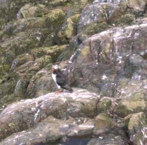 Puffins in the wild
