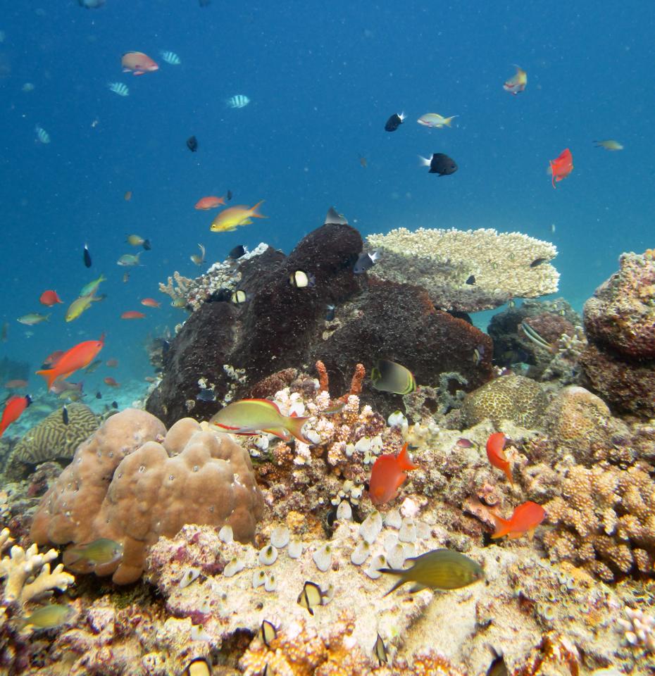Scuba Diving in the Gili Islands means beautiful coral reefs!