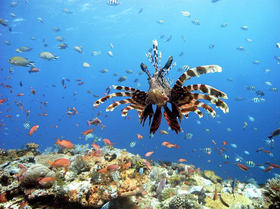 Scuba Diving in the Gili Islands with lion fish, sharks and trigger fish.