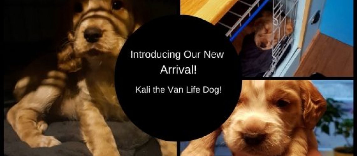 Van Life Dog